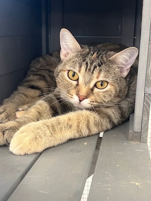 CLEMENTINE - Domestic Short Hair available for adoption