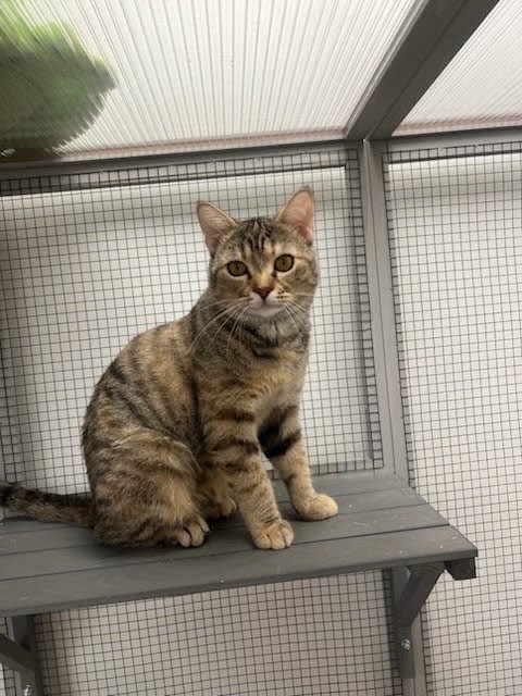 CLEMENTINE - Domestic Short Hair available for adoption