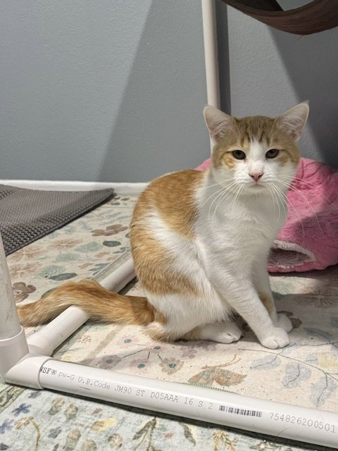 WEDGE - Domestic Medium Hair for adoption in Irvine