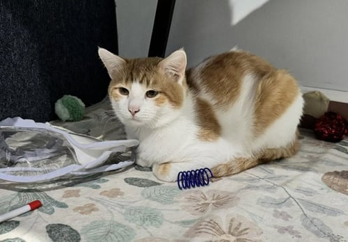 WEDGE - Domestic Medium Hair available for adoption