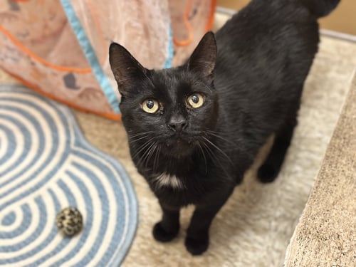 MACKIE - Domestic Short Hair available for adoption