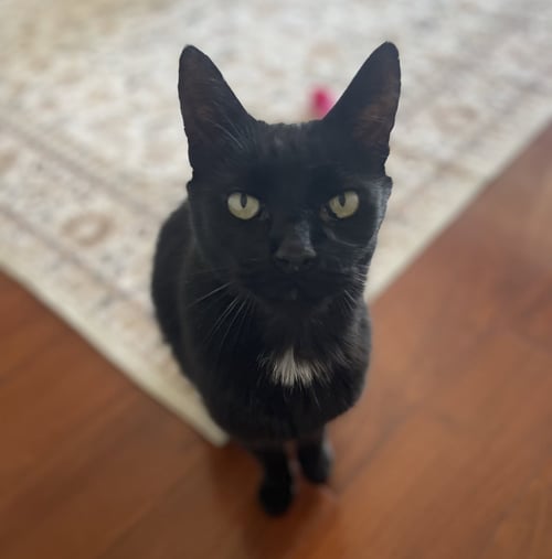 MACKIE - Domestic Short Hair for adoption in Irvine