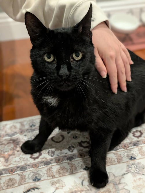 MACKIE - Domestic Short Hair available for adoption