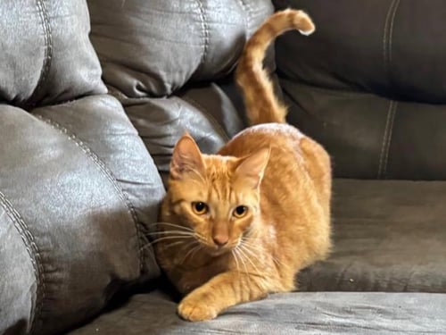 EDWARD - Domestic Short Hair available for adoption