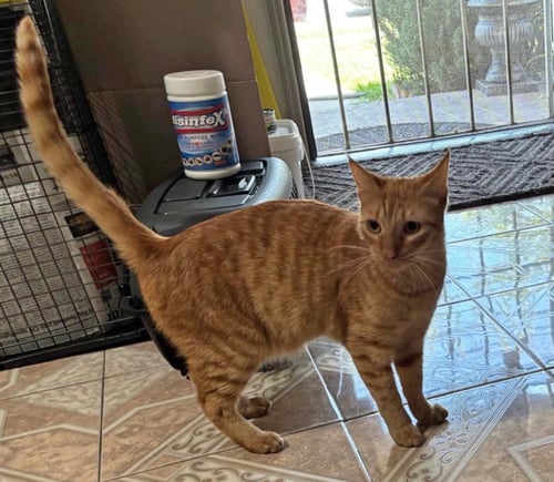 EDWARD - Domestic Short Hair available for adoption