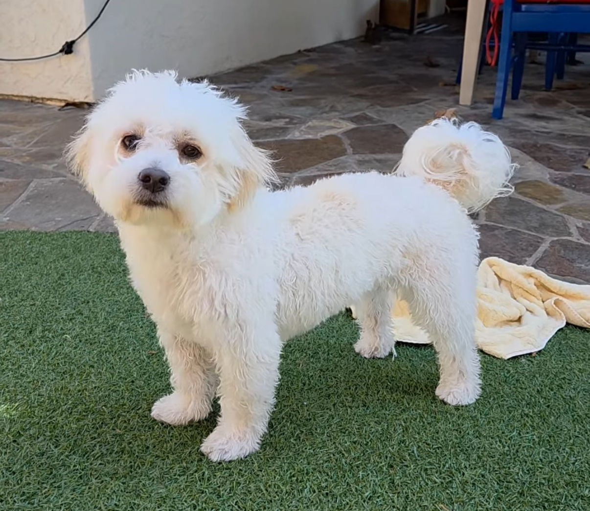PORTOBELLO - Maltese / Poodle (Miniature) available for adoption