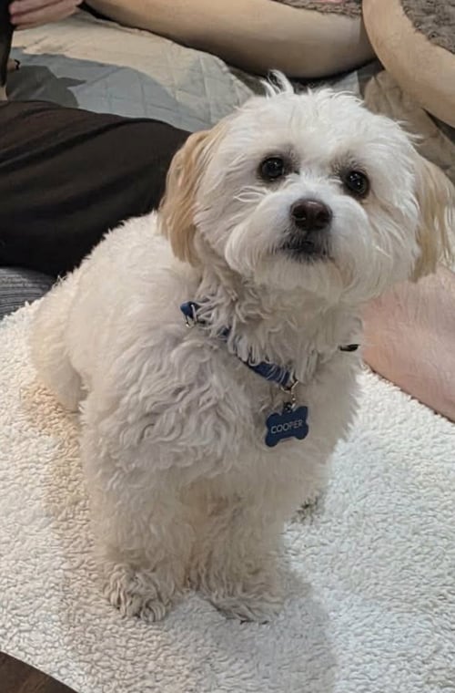PORTOBELLO - Maltese / Poodle (Miniature) available for adoption