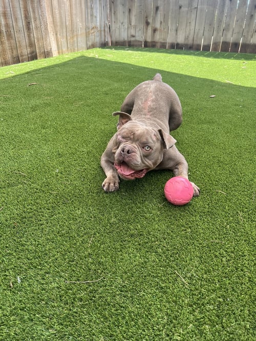 MACK - French Bulldog / American Staffordshire Terrier available for adoption