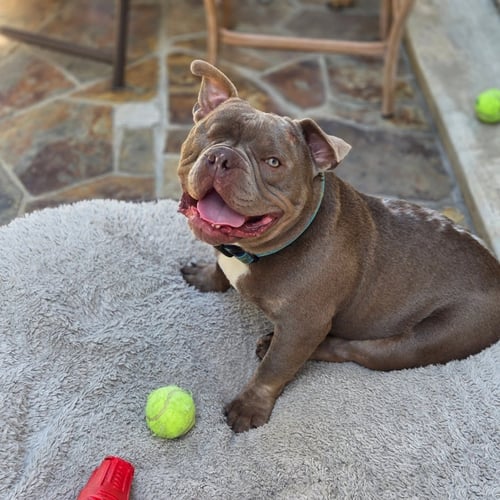 MACK - French Bulldog / American Staffordshire Terrier available for adoption