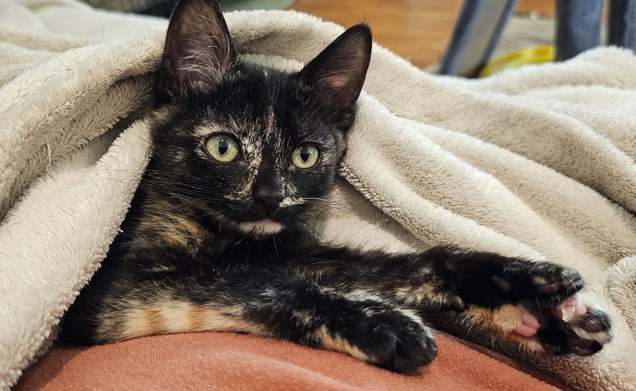 Pawdry Hepburn Image