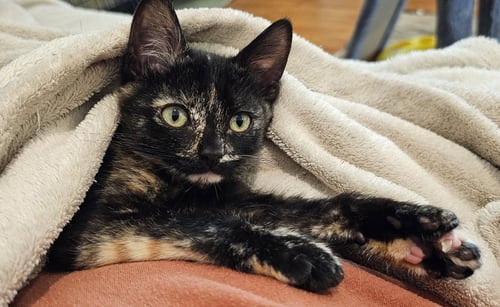 PAWDRY HEPBURN - Domestic Short Hair available for adoption