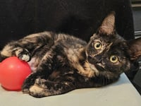 Pawdry Hepburn - Photo 3