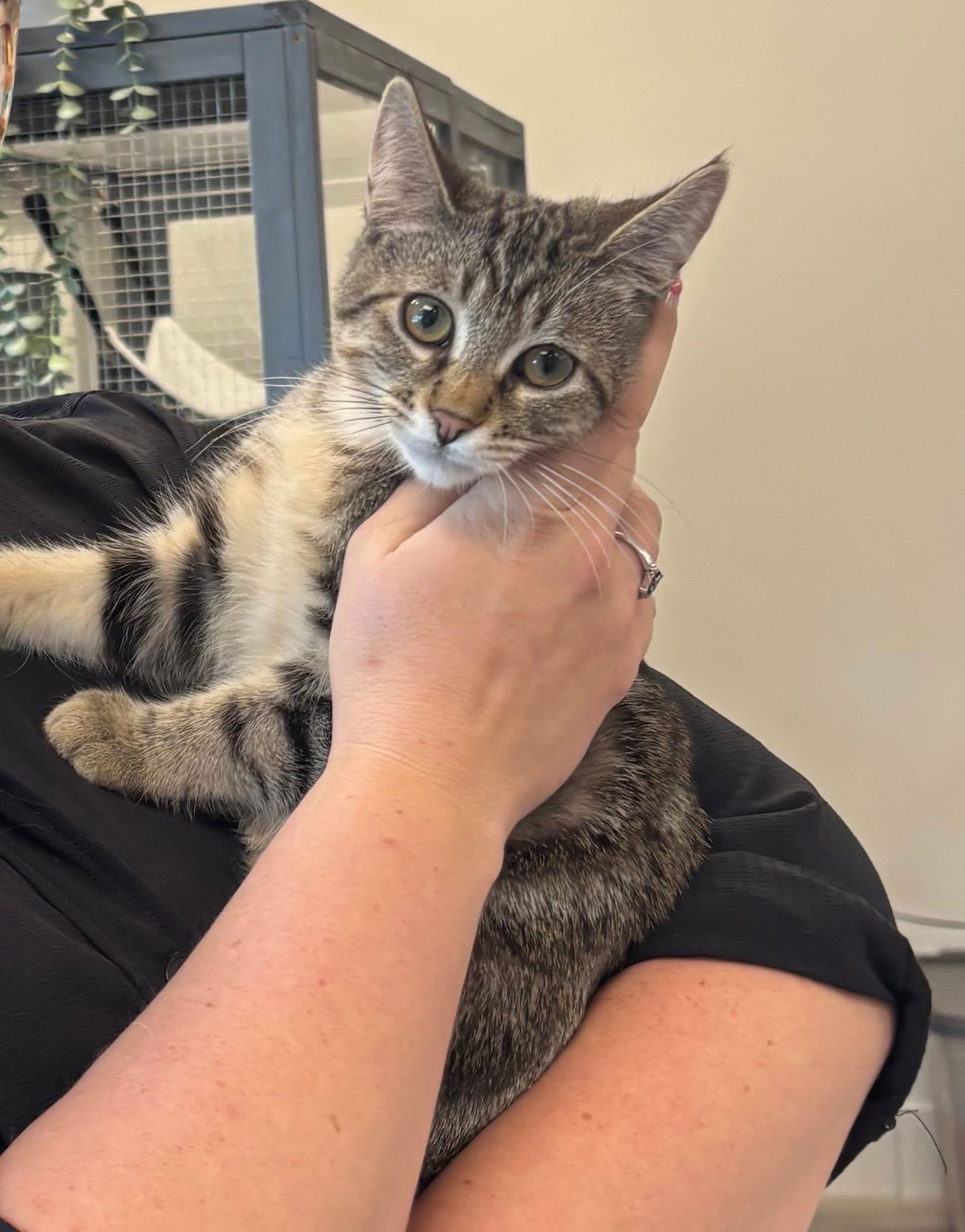 MISO - Domestic Short Hair available for adoption