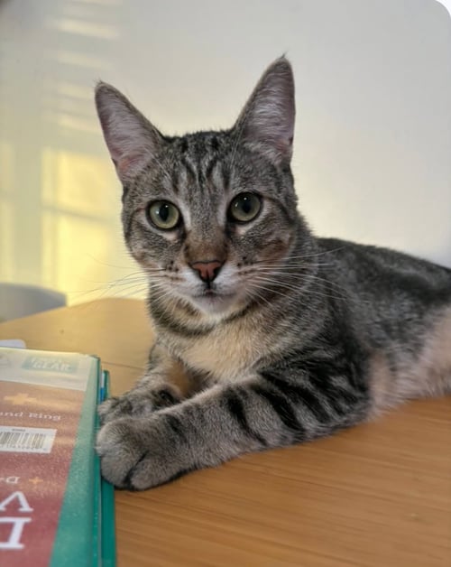 MISO - Domestic Short Hair available for adoption