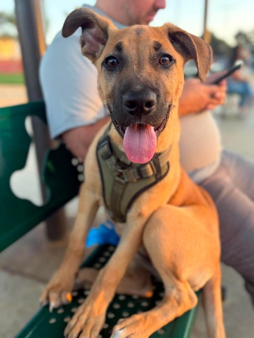 VENUS - German Shepherd Dog available for adoption