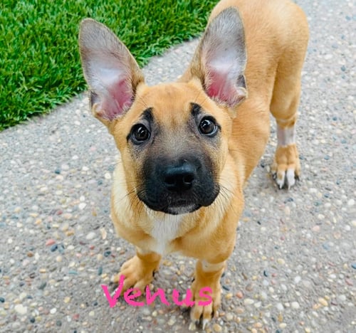 VENUS - German Shepherd Dog available for adoption