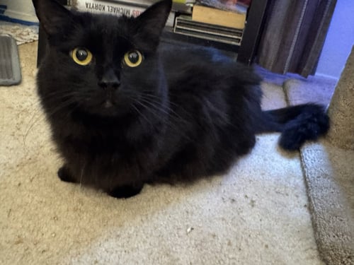 QUEENS - Domestic Medium Hair available for adoption