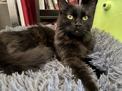 QUEENS - Domestic Medium Hair available for adoption