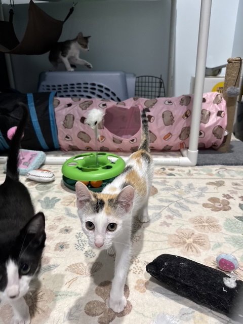 MACHU PICHU - Domestic Short Hair available for adoption
