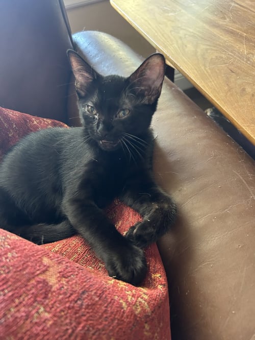 HEFTY - Domestic Short Hair available for adoption