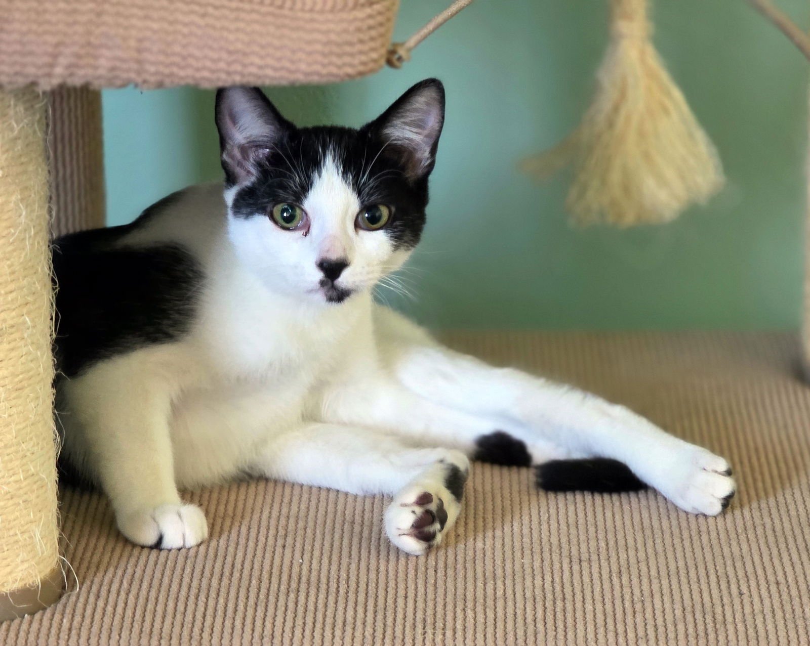 WII - Domestic Short Hair available for adoption