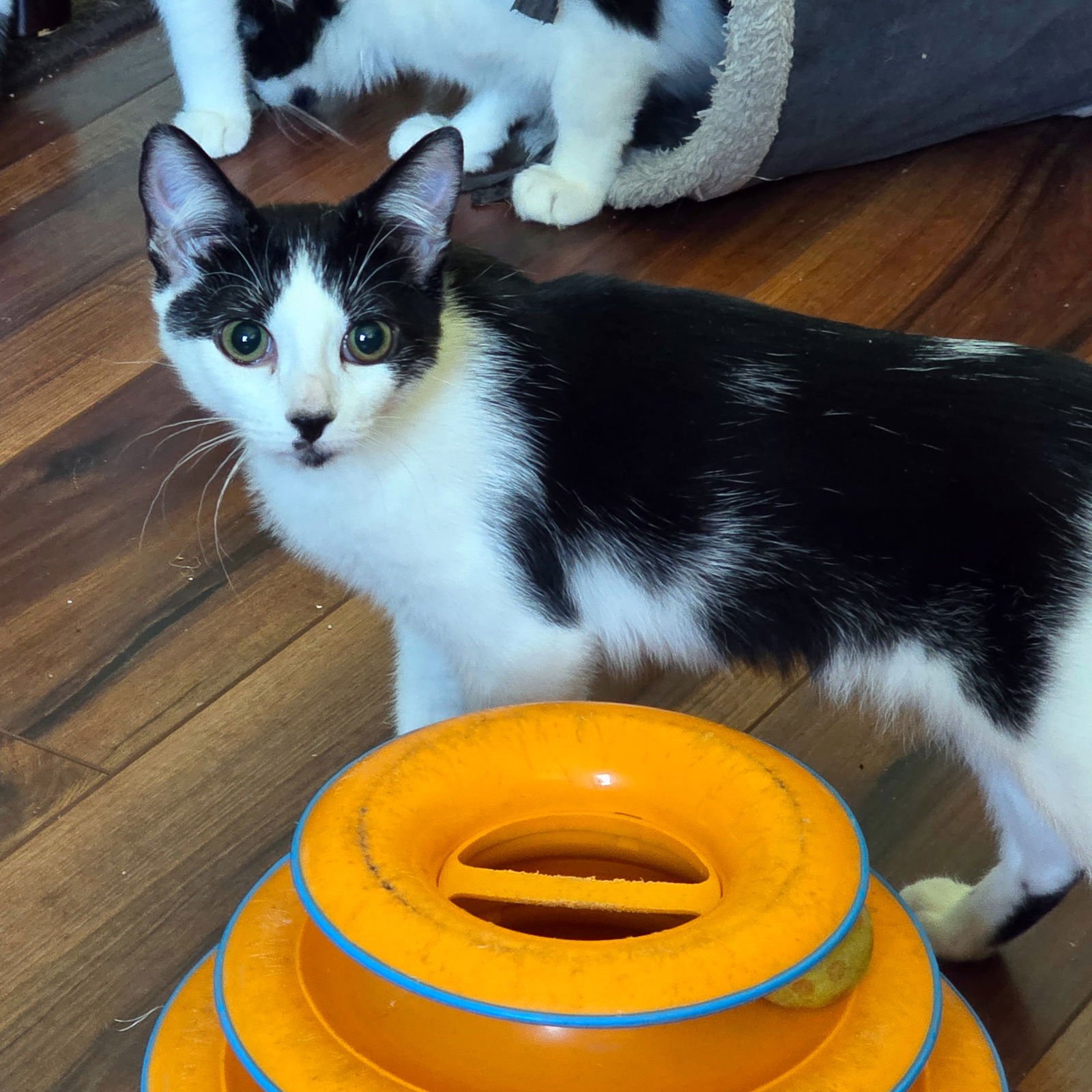 WII - Domestic Short Hair available for adoption