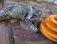 Dorito - Photo 3