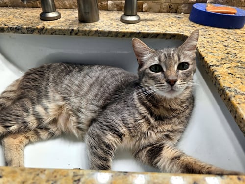 DORITO - Domestic Short Hair available for adoption