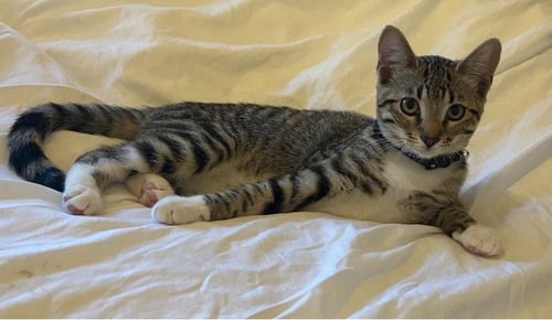 SNOBALL - Domestic Short Hair available for adoption
