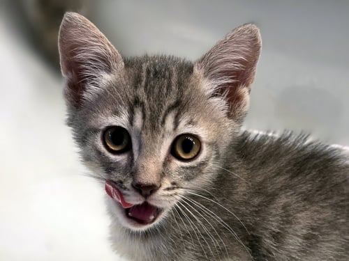 COOL RANCH - Domestic Short Hair available for adoption