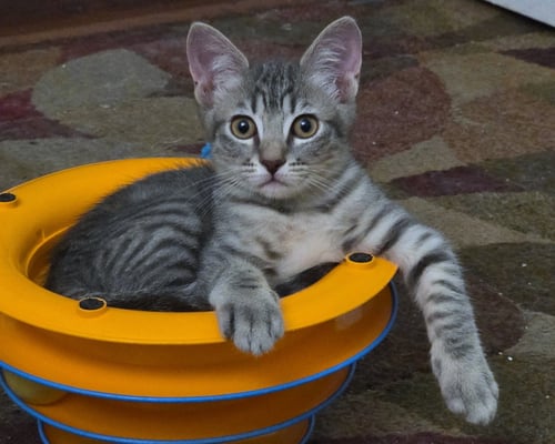 COOL RANCH - Domestic Short Hair for adoption in Irvine