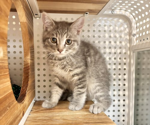 VISERION - Domestic Short Hair available for adoption