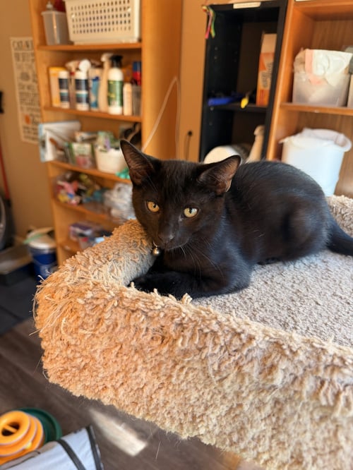 ZINGER - Domestic Short Hair available for adoption