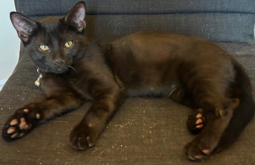 ZINGER - Domestic Short Hair for adoption in Irvine