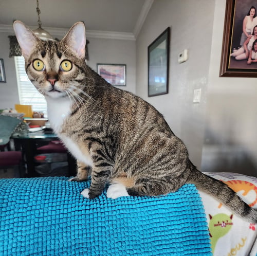 ALYONKA - Domestic Short Hair available for adoption