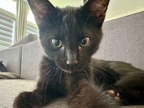 URIEL - Domestic Short Hair for adoption in Irvine