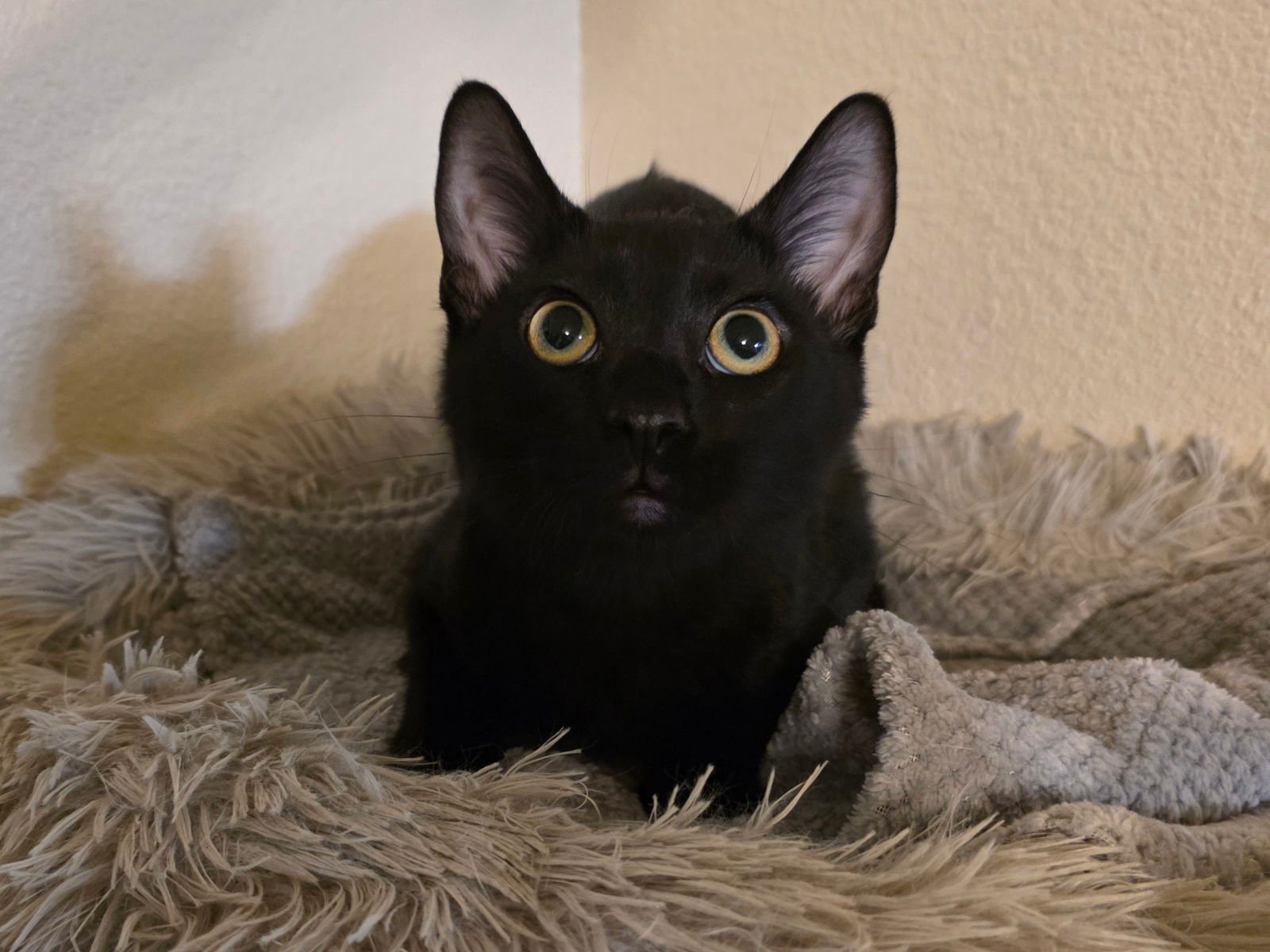 HOTOT - Domestic Short Hair available for adoption