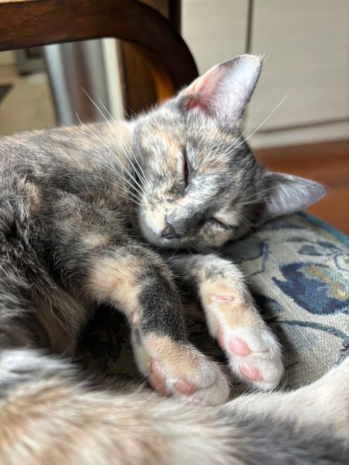 INVISIBLE WOMAN - Domestic Short Hair available for adoption