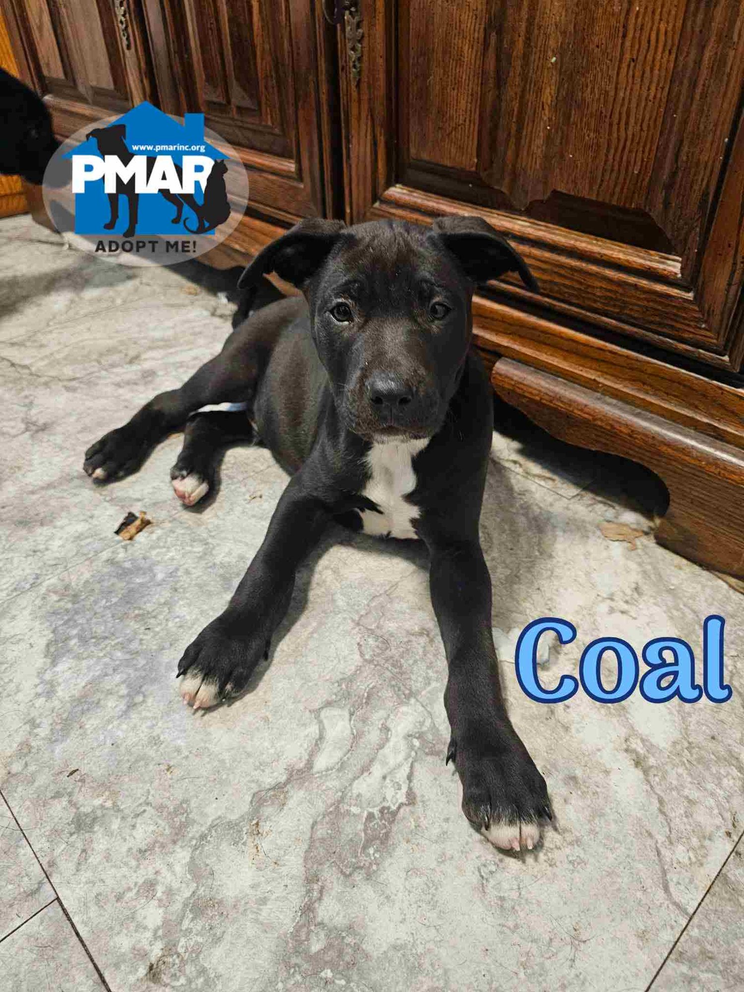COAL - Pit Bull Terrier / Labrador Retriever available for adoption