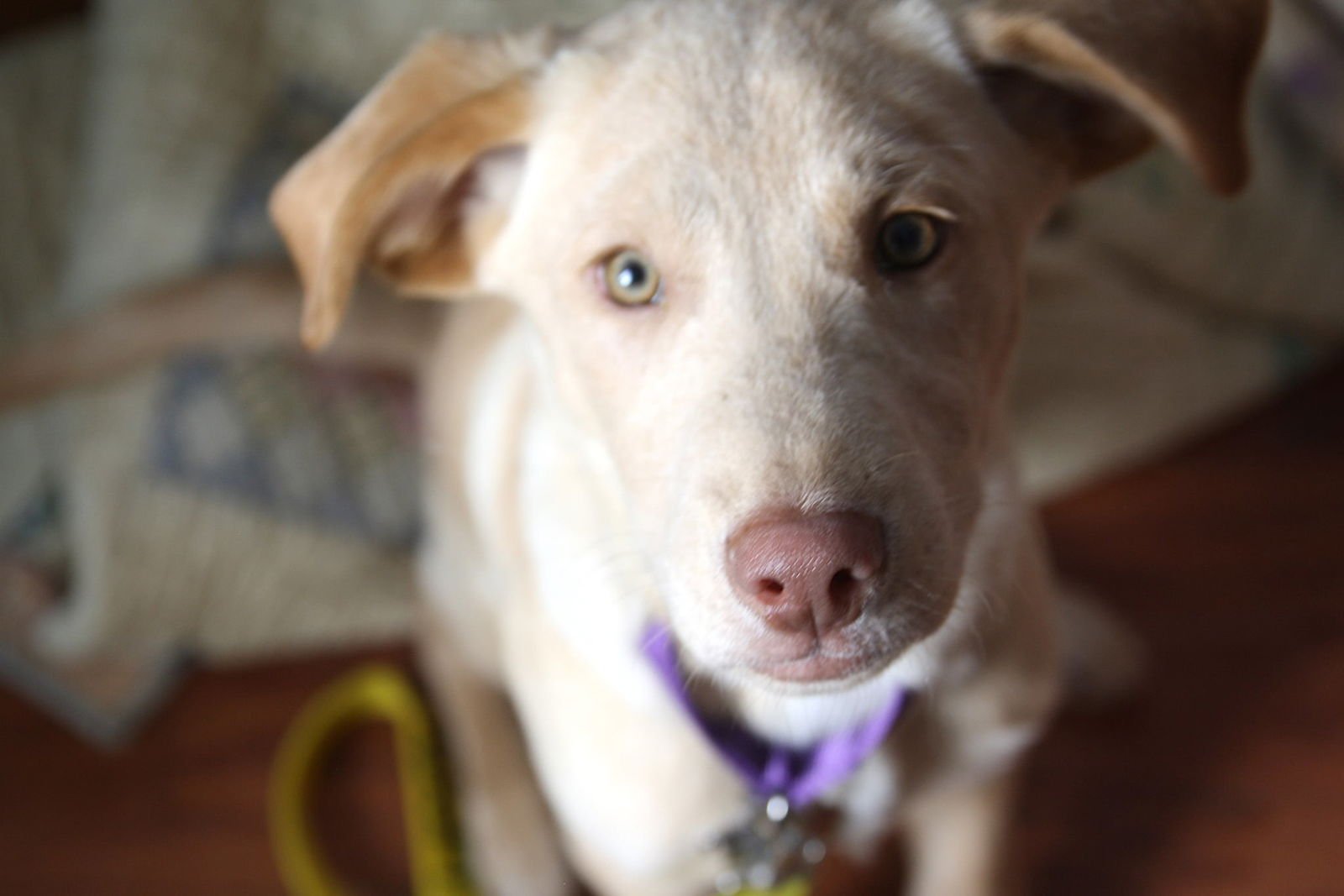 BISCUIT - Labrador Retriever / Pit Bull Terrier available for adoption