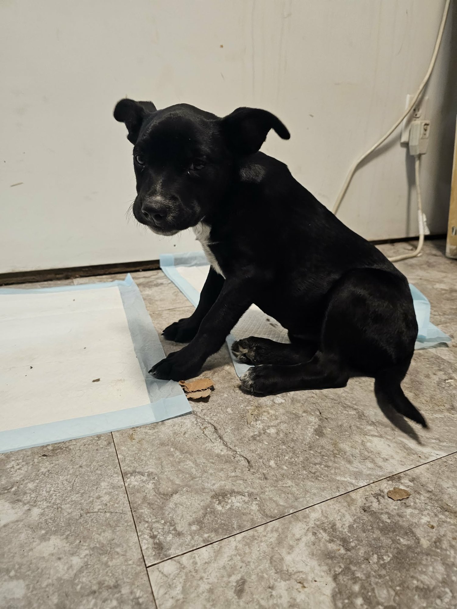 PEPPER - Pit Bull Terrier / Labrador Retriever available for adoption