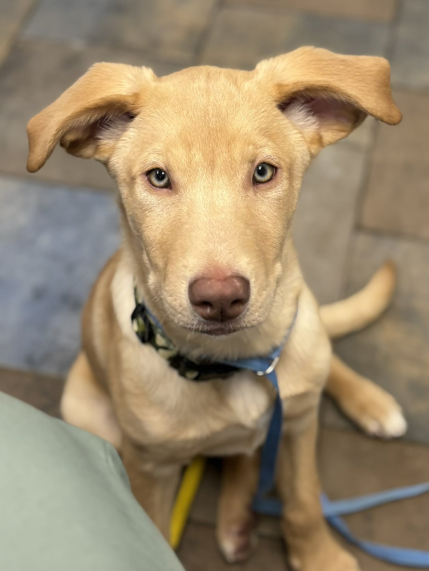 OAT - Labrador Retriever available for adoption
