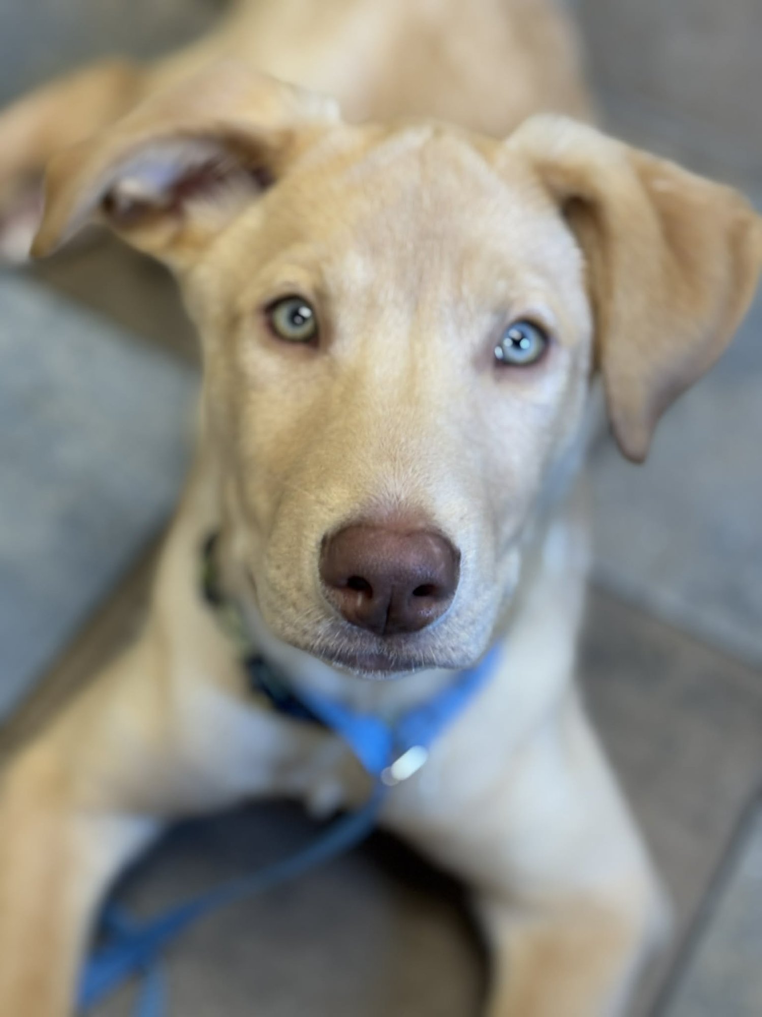 OAT - Labrador Retriever available for adoption