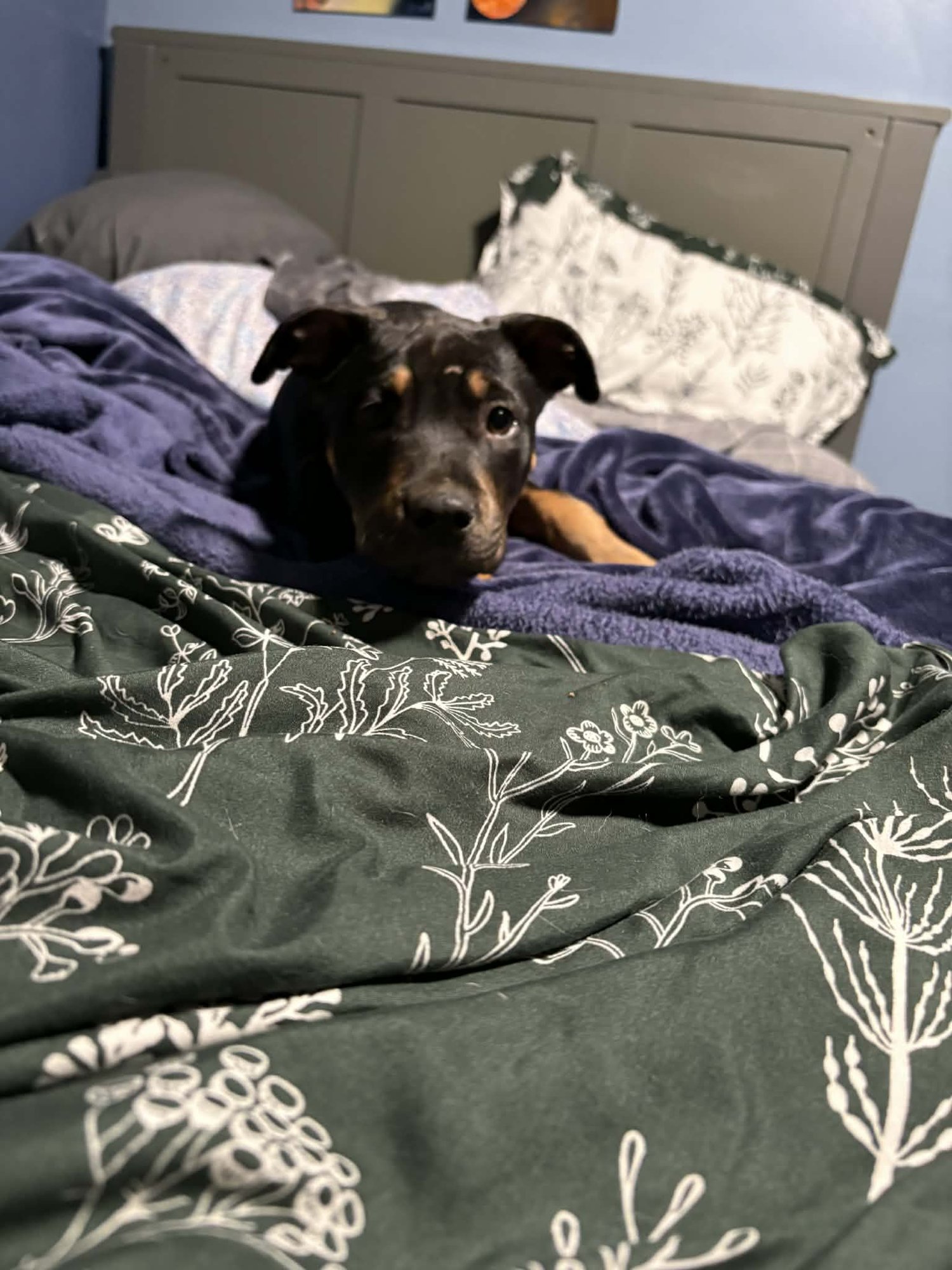 PAPRIKA - Pit Bull Terrier available for adoption