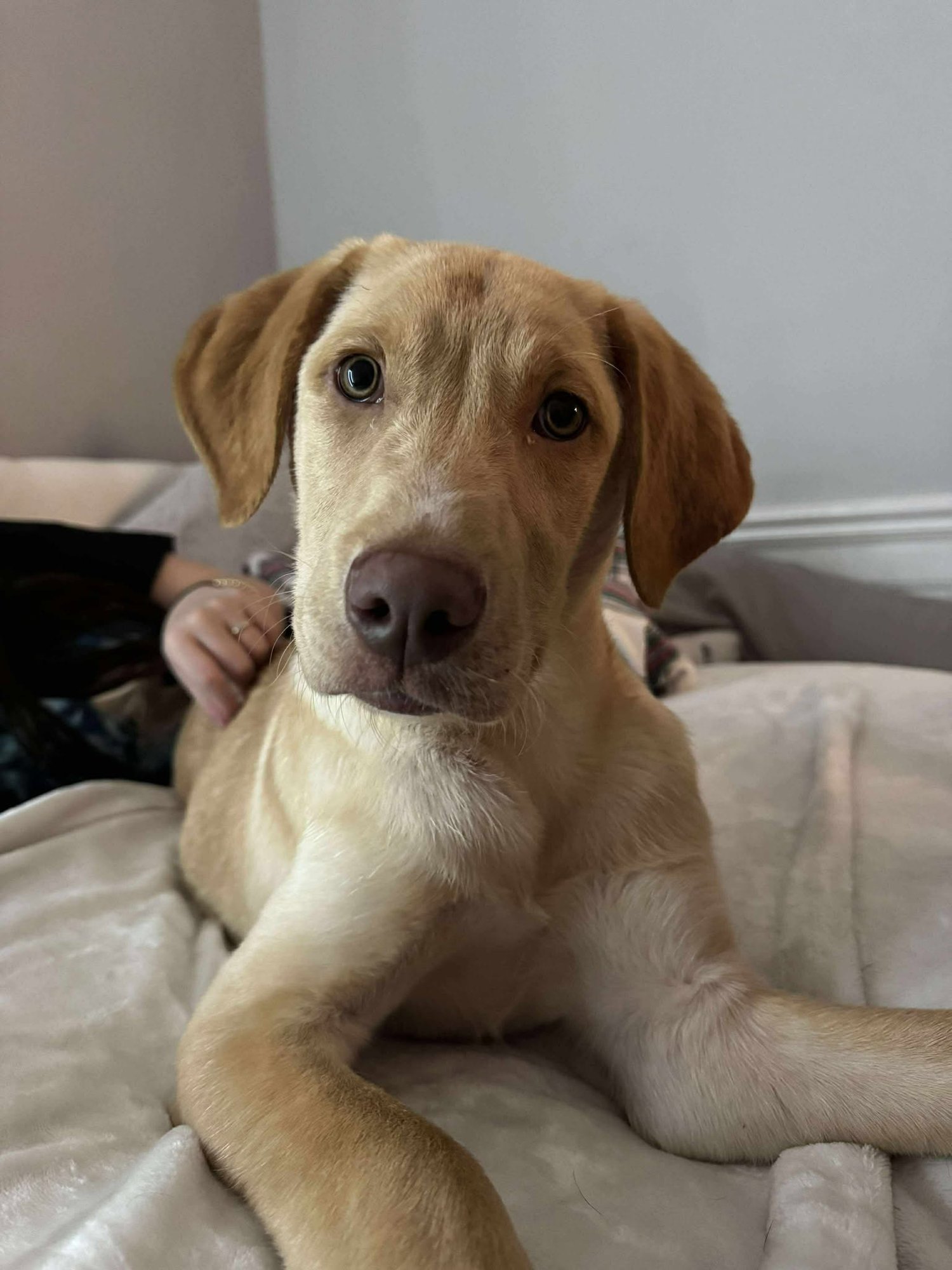 BUTTERS - Labrador Retriever available for adoption