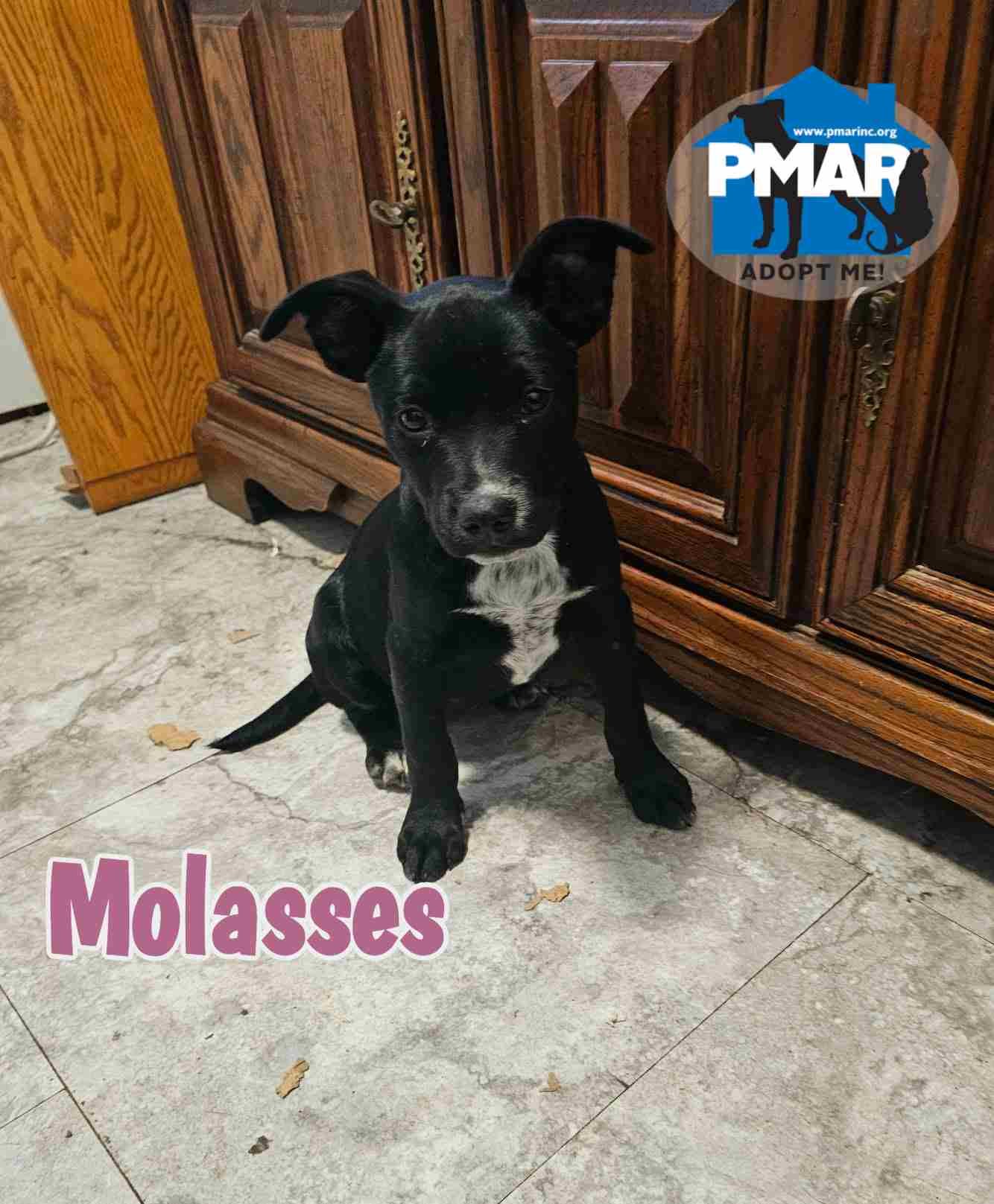 MOLASSES - Labrador Retriever / Pit Bull Terrier available for adoption