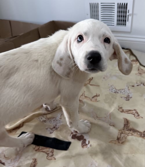 BABY LEXIE - “SUGAR AND SPICE” - Bluetick Coonhound / Great Pyrenees available for adoption