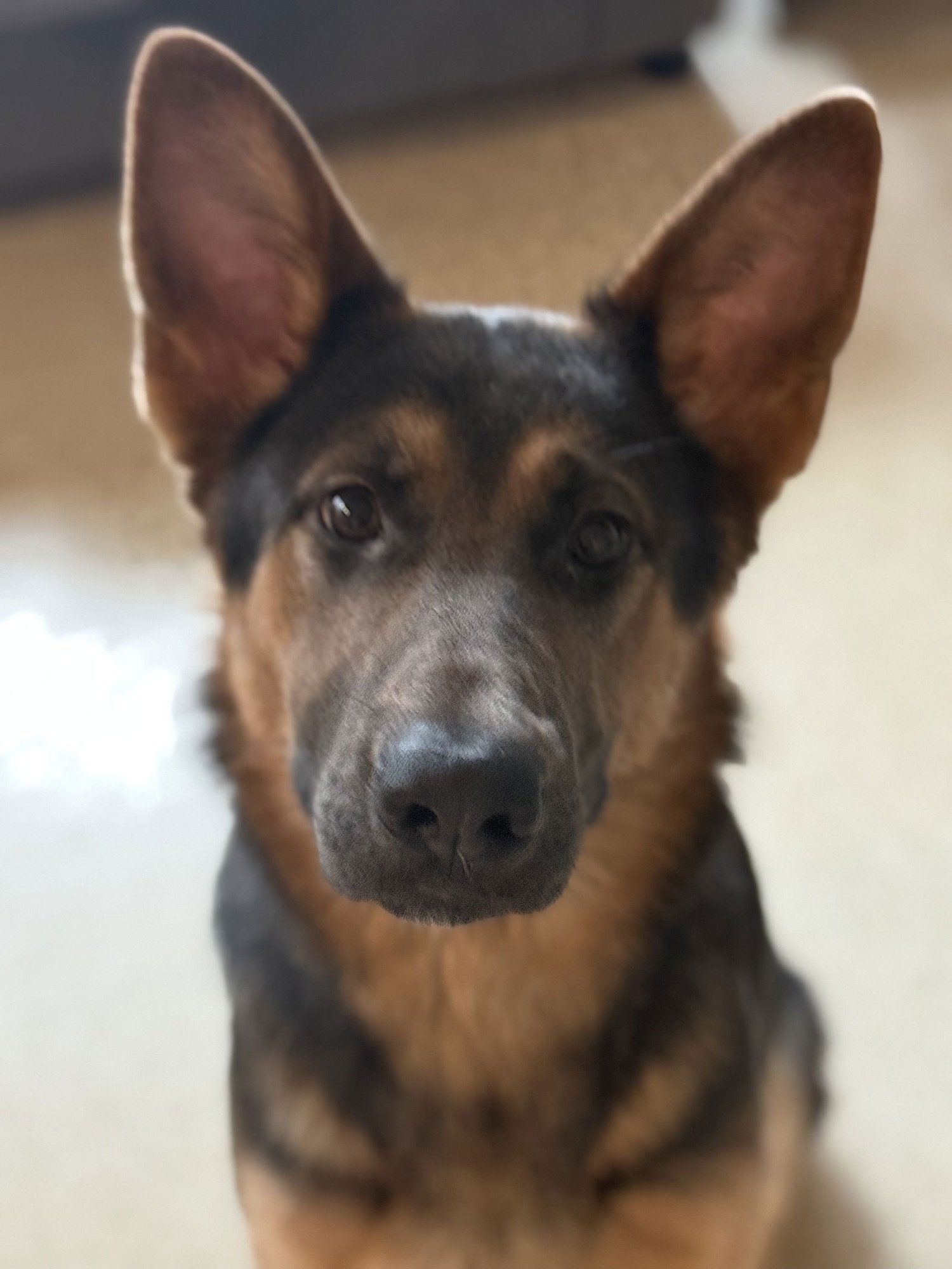 ROXIE - “DREAM GIRL” - GOOD WITH CATS!! - German Shepherd Dog for adoption in Newark