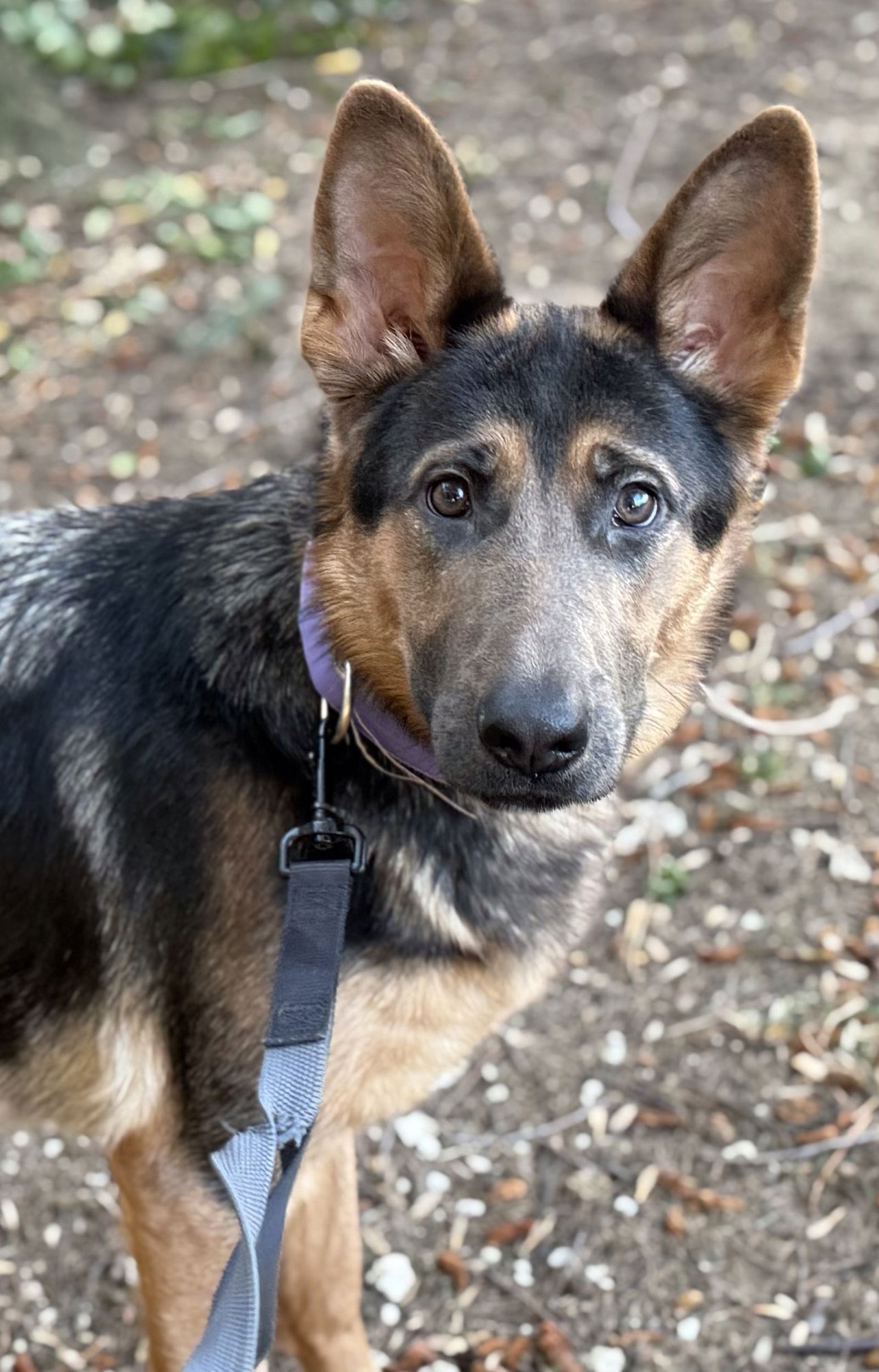 ROXIE - “DREAM GIRL” - Good with CATS!! - Photo 3