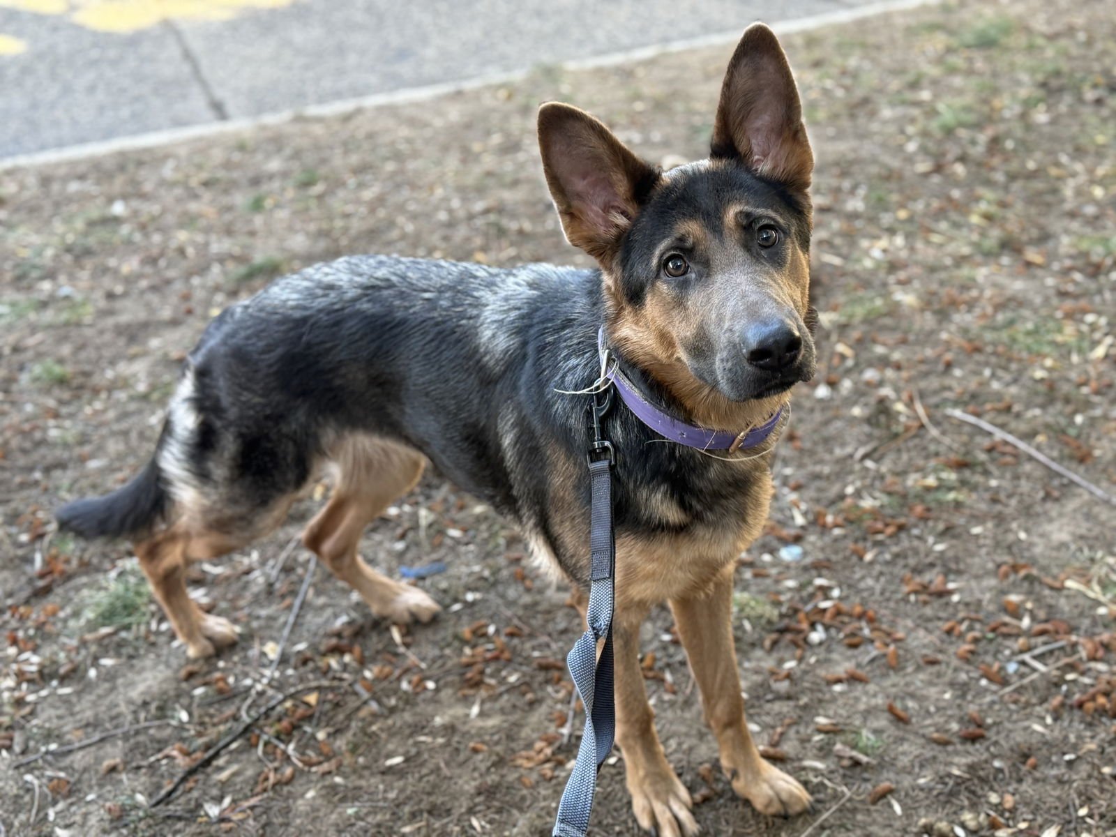 ROXIE - “DREAM GIRL” - Good with CATS!! - Photo 4